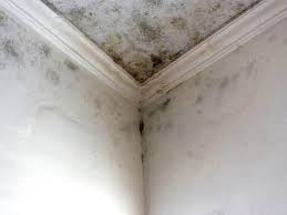 Best Mold Prevention Services  in USA